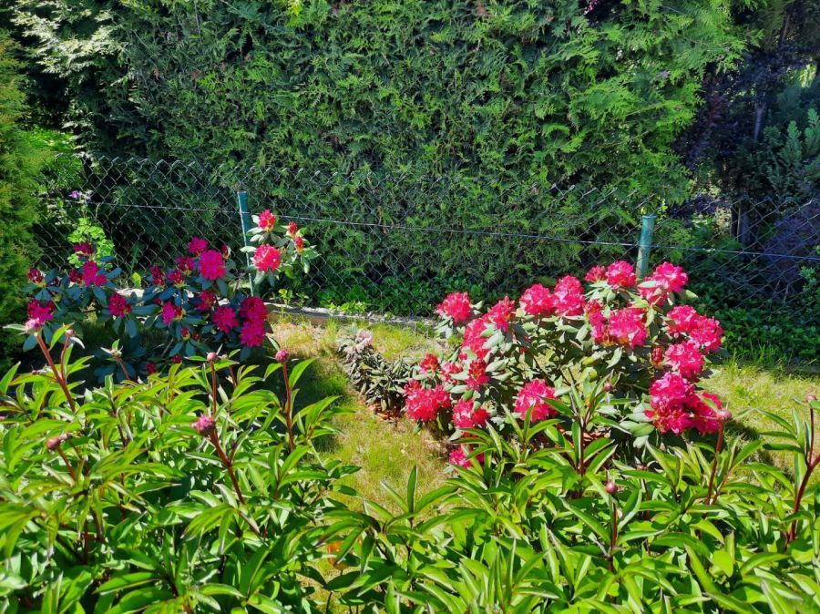 Działka rod Gdańsk Rębiechowo, ul. Nowatorów. Zdjęcie 11