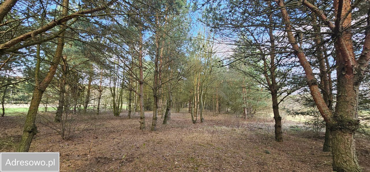 Działka rolna Królewo. Zdjęcie 2