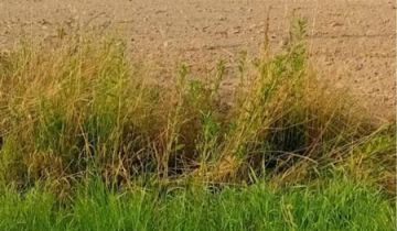 Działka rolno-budowlana Nowa Wieś