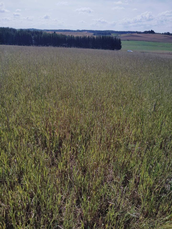 Działka rolna Jeziorany-Kolonie. Zdjęcie 5