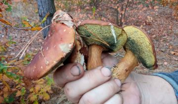 Działka budowlana Jesionowiec