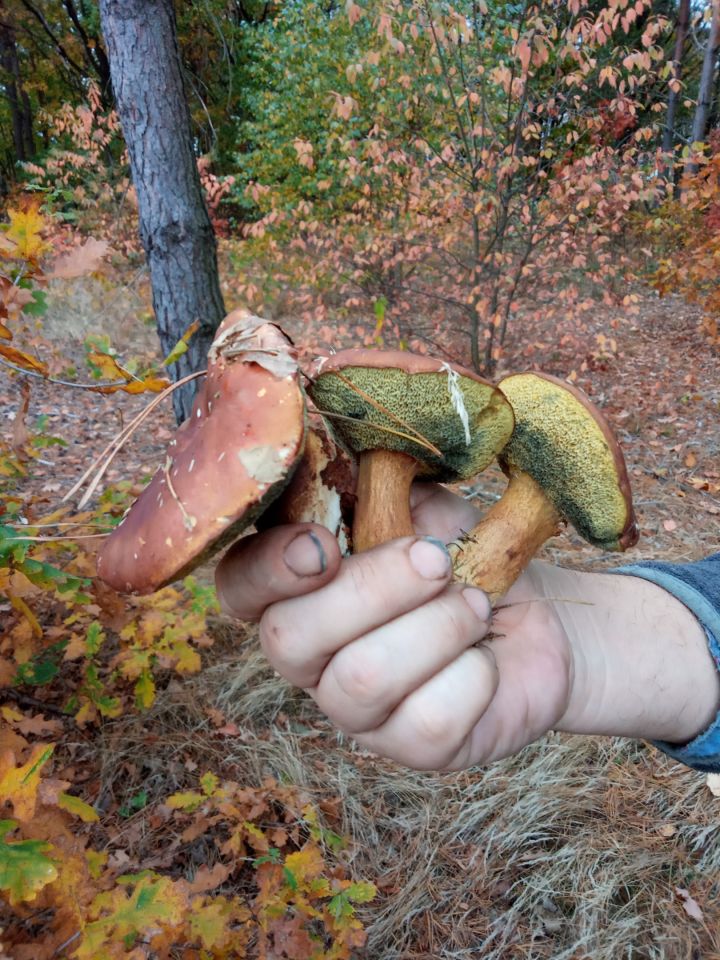 Działka budowlana Jesionowiec. Zdjęcie 3