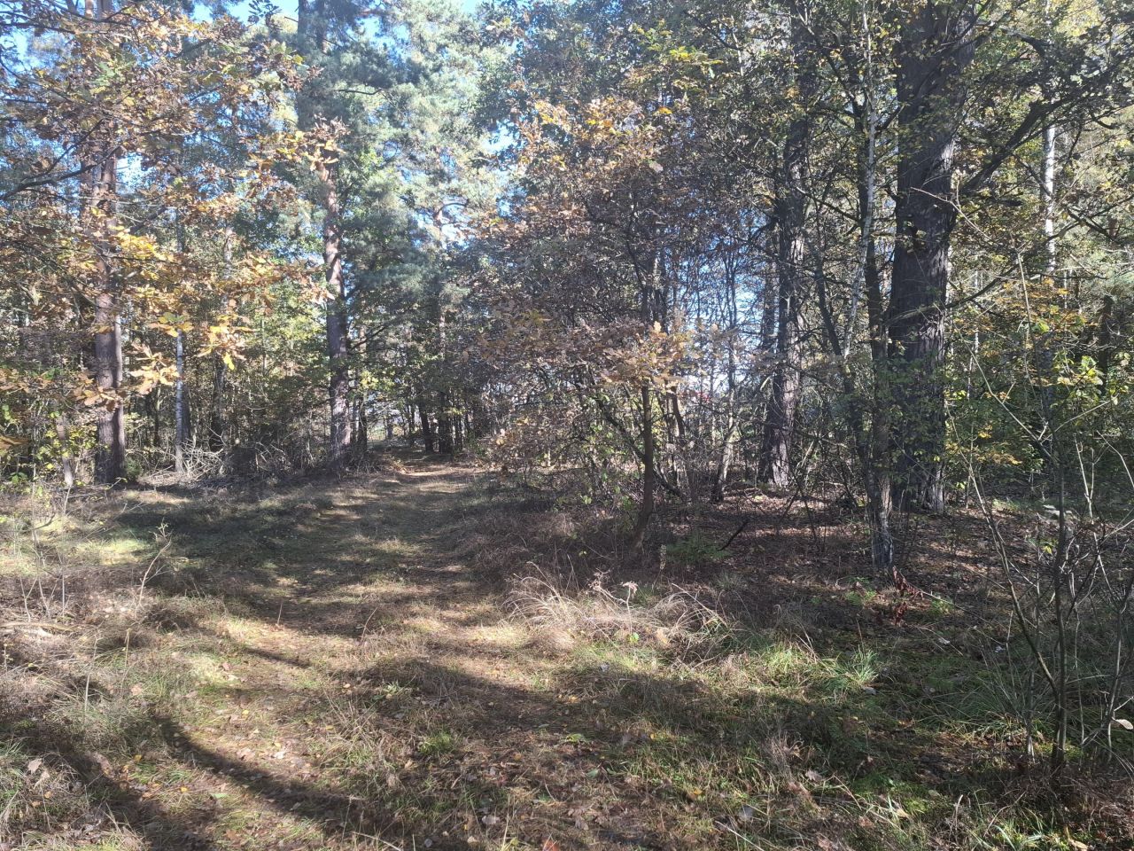 Działka rolno-budowlana Prostyń. Zdjęcie 2