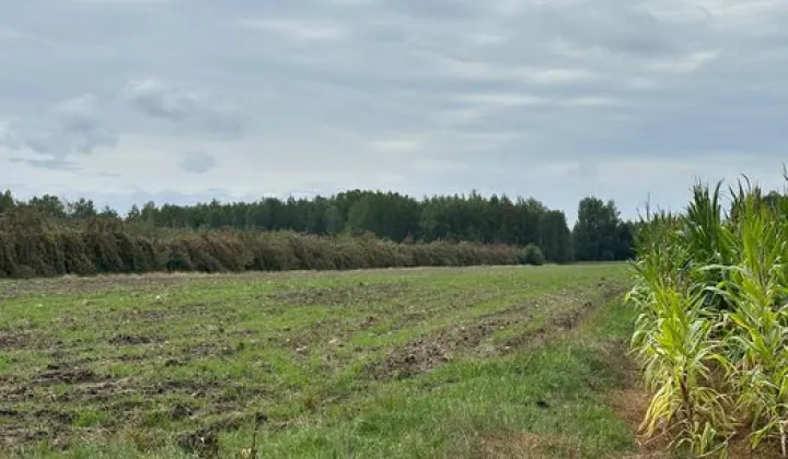 Działka rolna Lipa