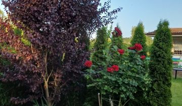 Działka rod Chodzież