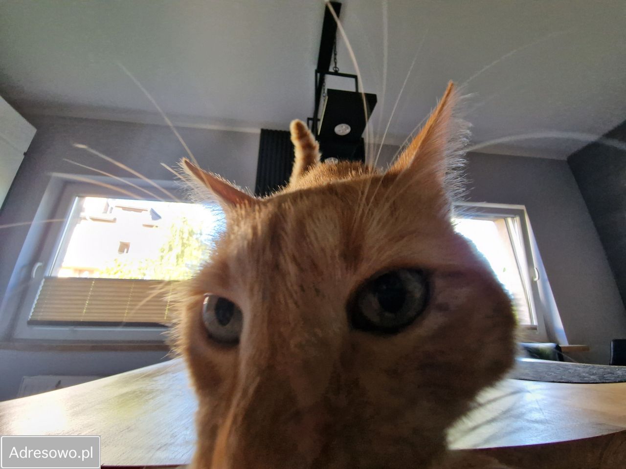 dom wolnostojący, 5 pokoi Katowice Kostuchna, ul. Bukszpanowa. Zdjęcie 12