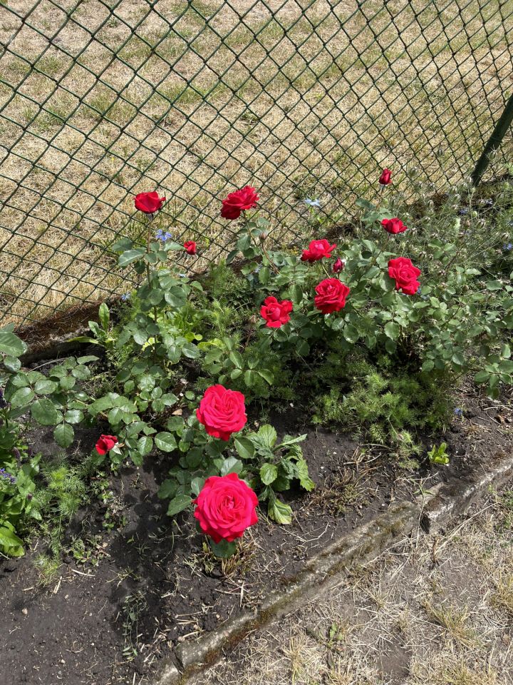 Działka rod Wrocław Ołtaszyn, ul. Orawska. Zdjęcie 7