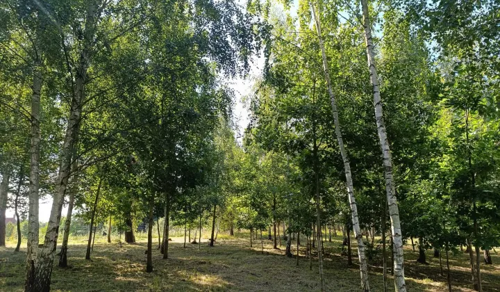 Działka budowlana Szafarnia