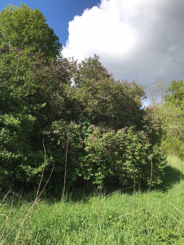 Działka rolno-budowlana Wronki. Zdjęcie 7