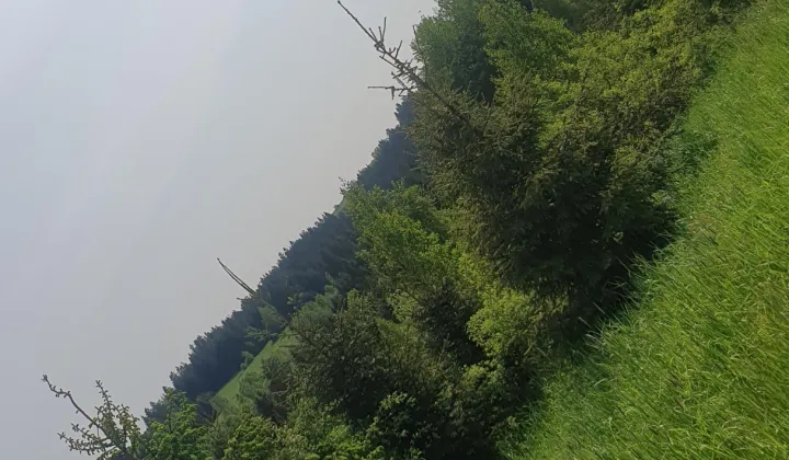 Działka leśna Rdzawka Rusnakówka