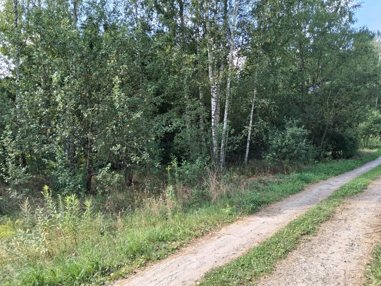 Działka rekreacyjna Strachów, ul. Klonowa. Zdjęcie 6