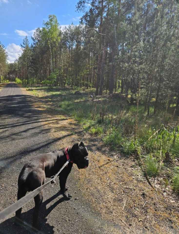 Działka budowlana Solec Kujawski, ul. Garbary. Zdjęcie 4