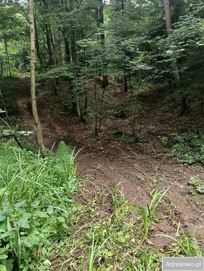 Działka leśna Lubaszowa. Zdjęcie 2