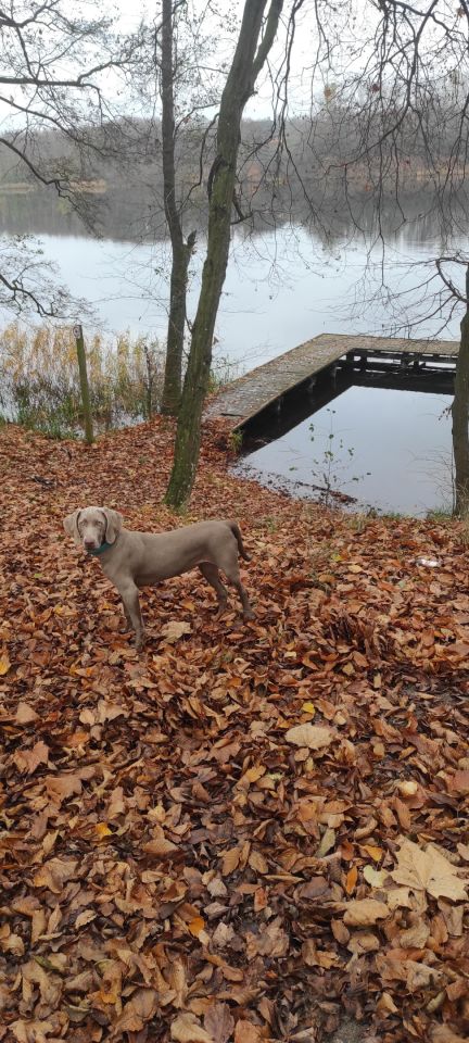 Działka rekreacyjna Radzynek. Zdjęcie 31