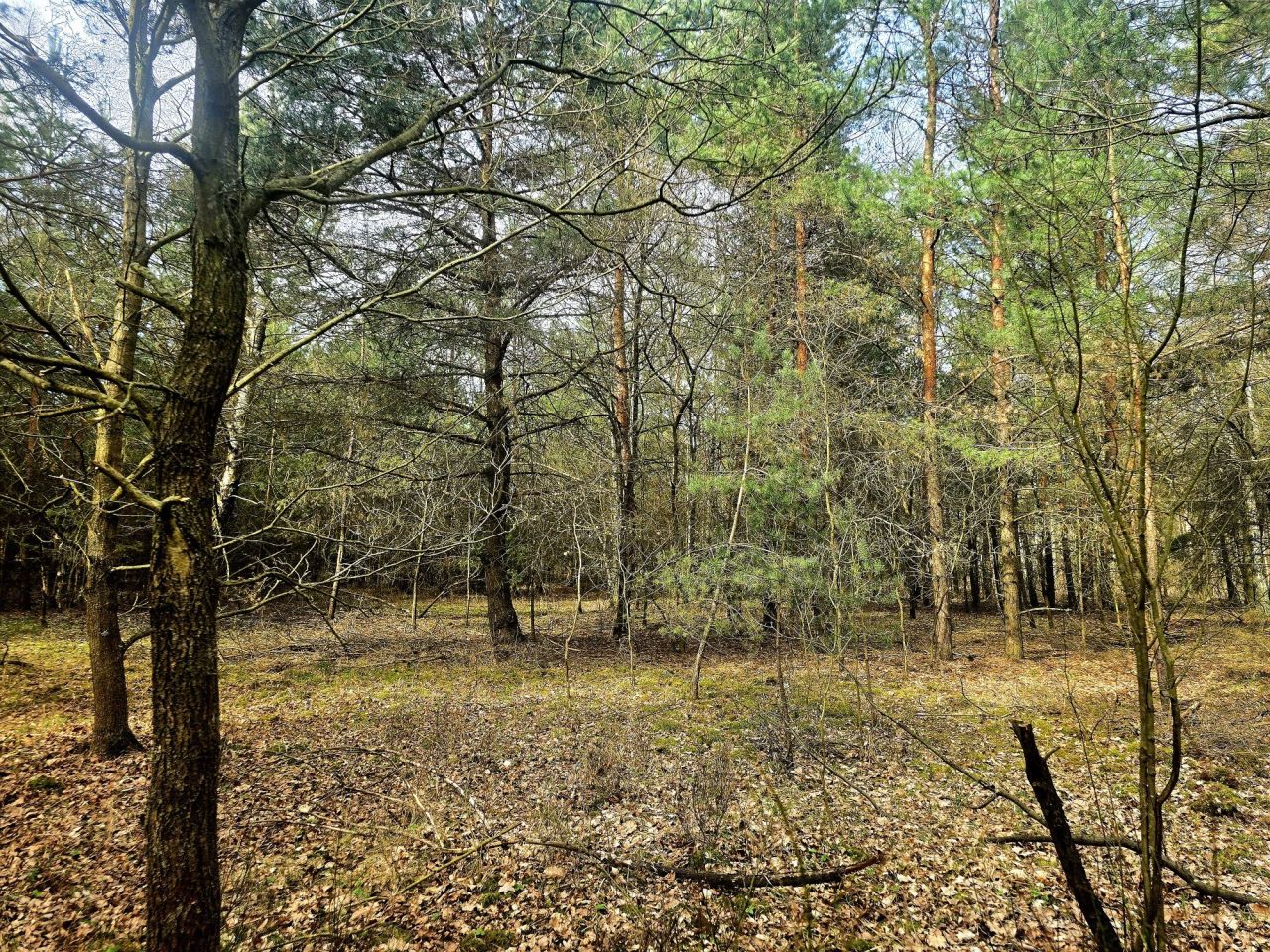 Działka leśna Daniszewice. Zdjęcie 6