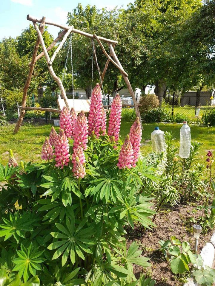 Działka rod Leszno, ul. Szybowników. Zdjęcie 4