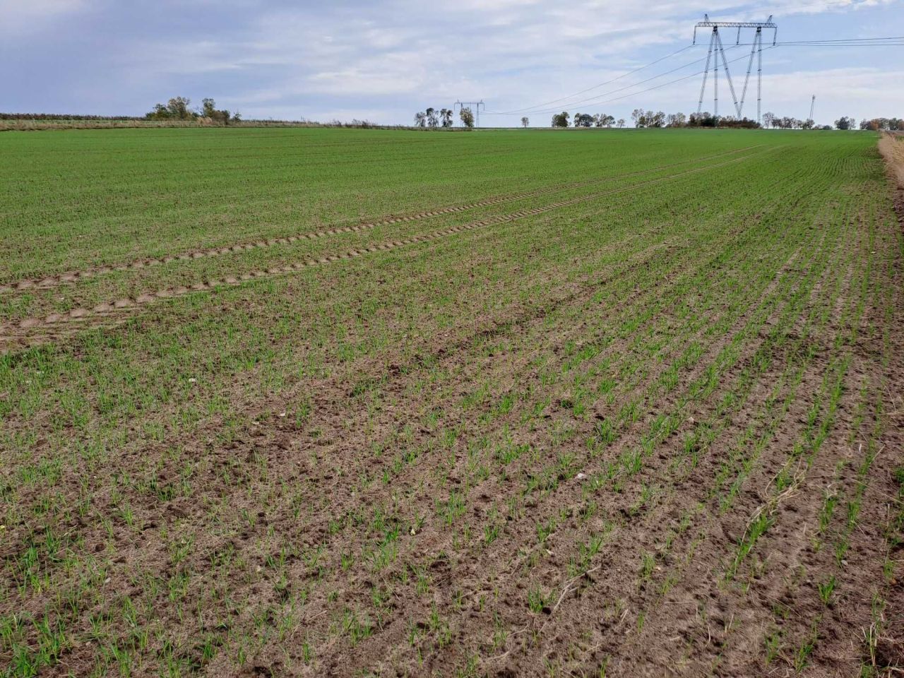 Działka rolno-budowlana Opatów, ul. Klepaczka. Zdjęcie 6