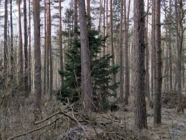 Działka leśna Poczopek. Zdjęcie 1