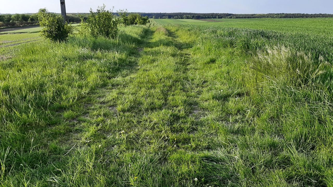 Działka rolno-budowlana Umianowice Czworaki