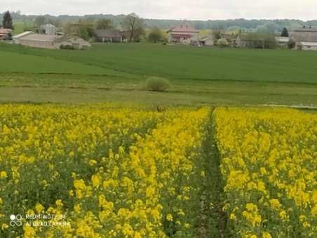 Działka budowlana Pniówek. Zdjęcie 6