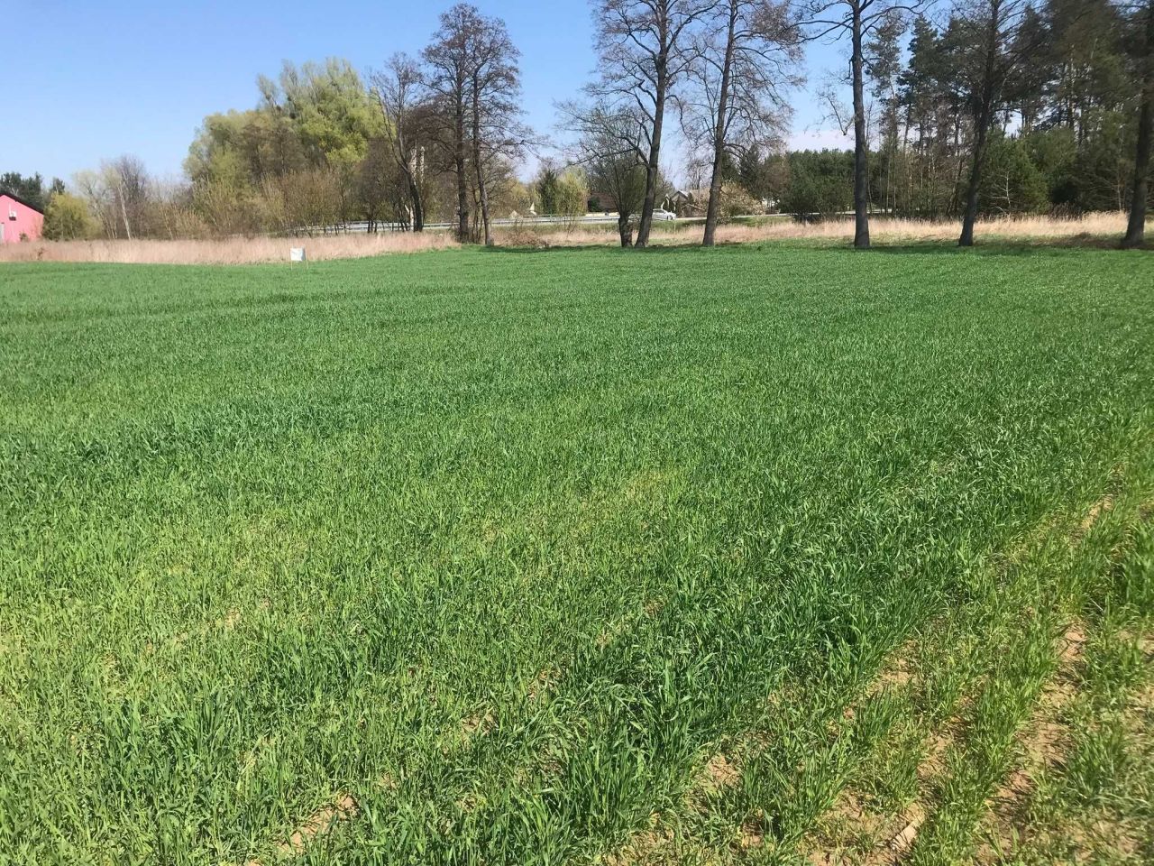 Działka rolno-budowlana Wysokie Koło. Zdjęcie 4