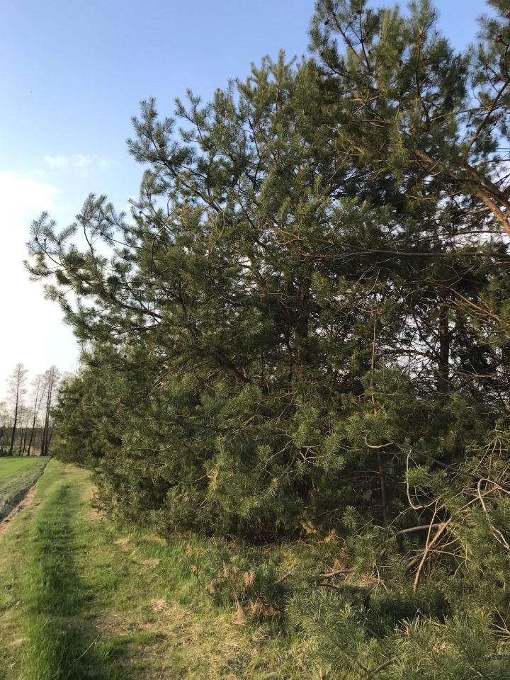 Działka rolno-budowlana Surmacze. Zdjęcie 24