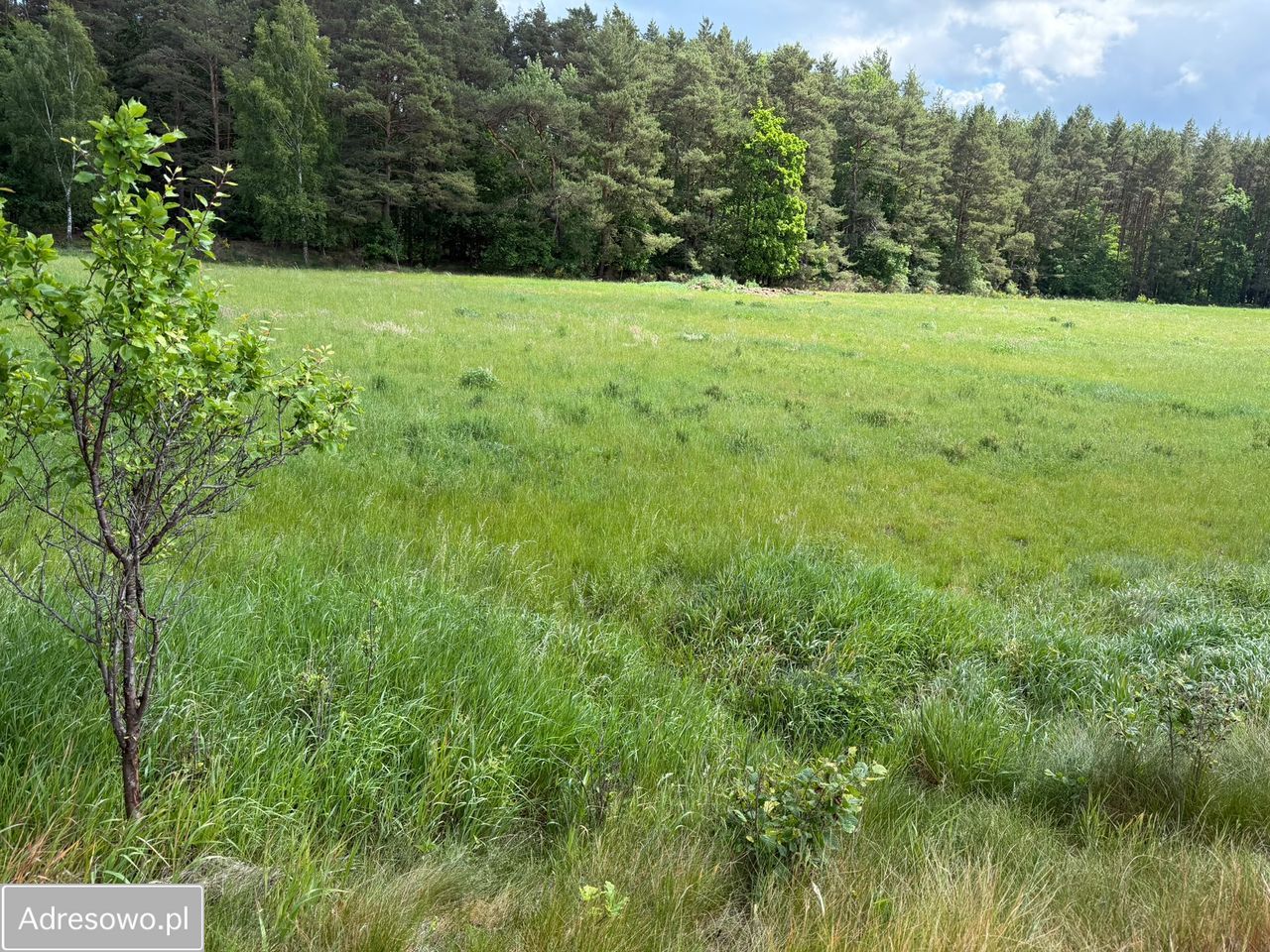 Działka inwestycyjna Dębogórze, ul. Lisia. Zdjęcie 18
