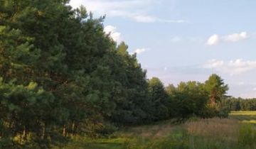 Działka leśna Aleksandrów k. Wąsosza
