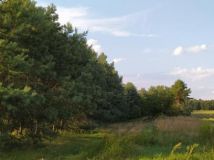 Działka leśna Aleksandrów k. Wąsosza