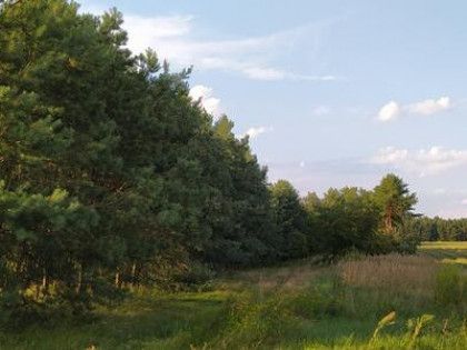Działka leśna Aleksandrów k. Wąsosza