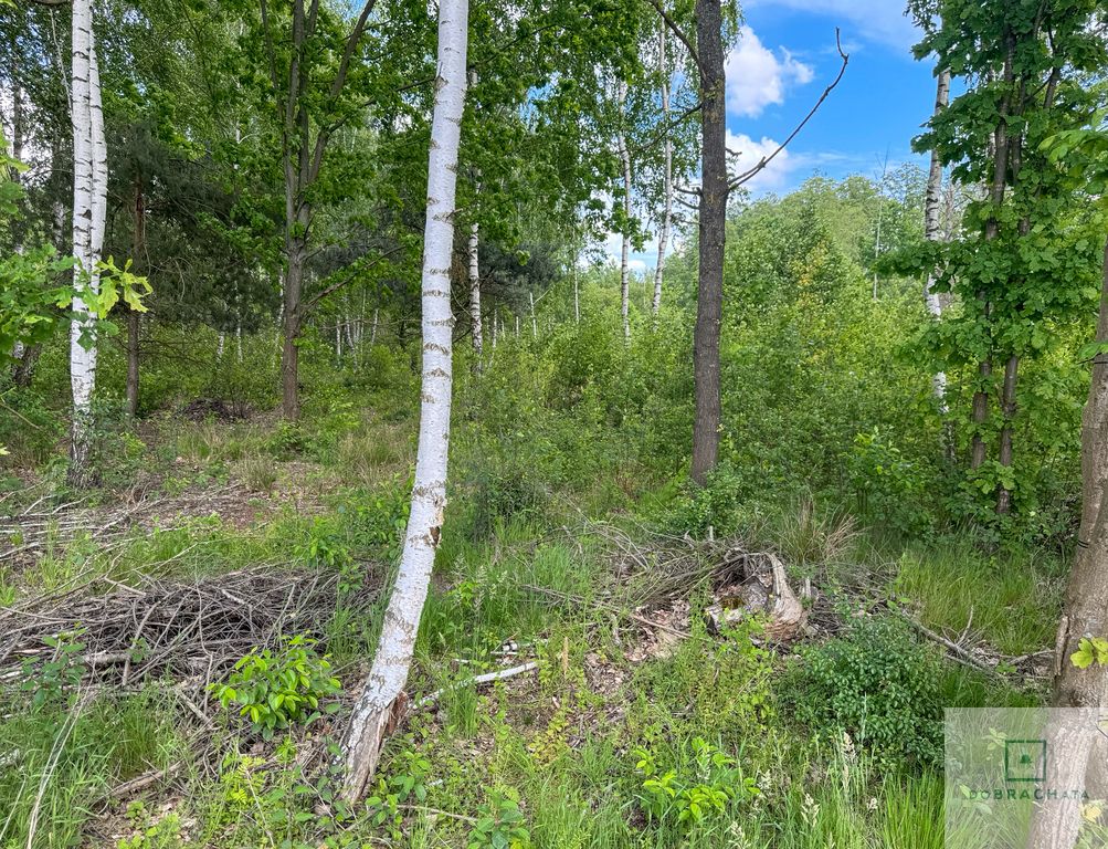 Działka budowlana Wola Rowska. Zdjęcie 2