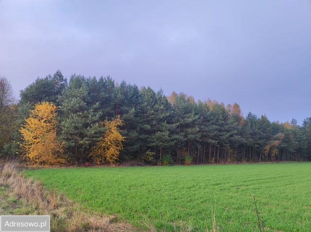 Działka rolna Rogawka. Zdjęcie 1