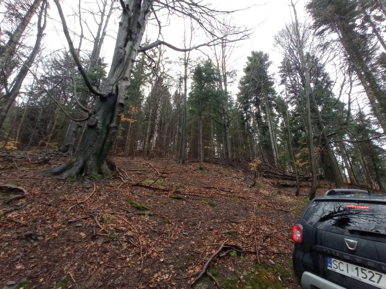 Działka leśna Zawoja Opaczne. Zdjęcie 7