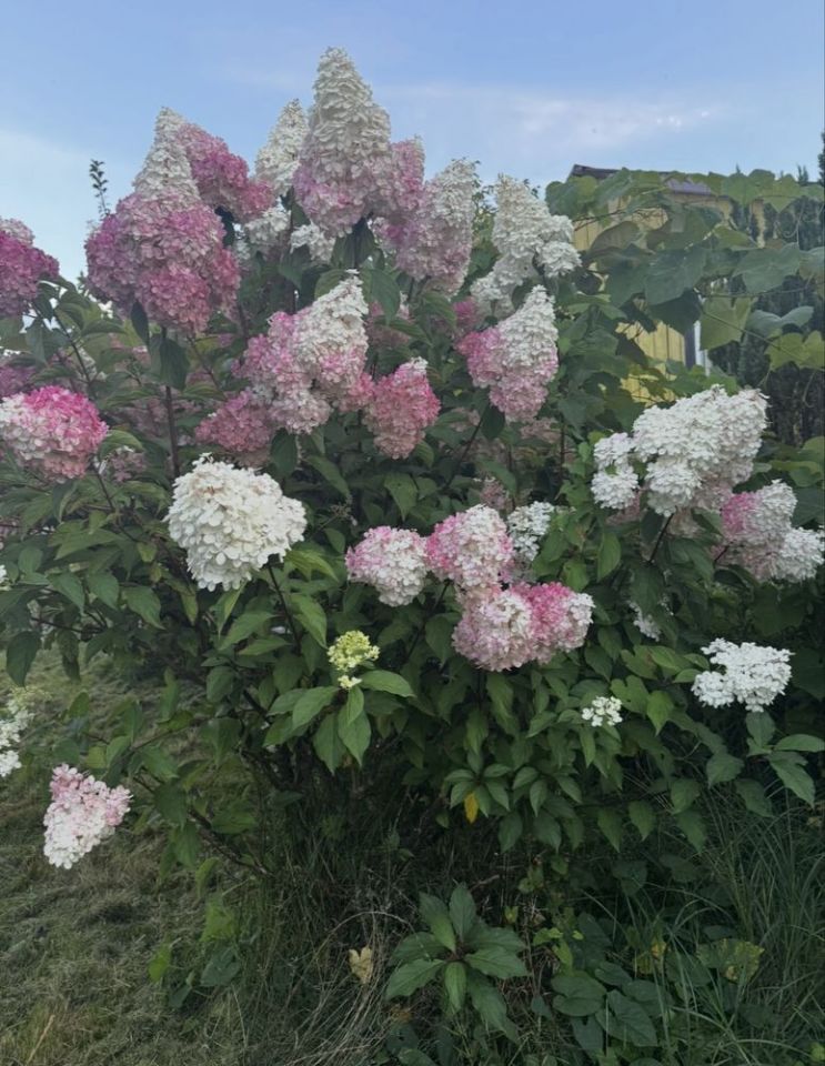 Działka rod Kozienice. Zdjęcie 6