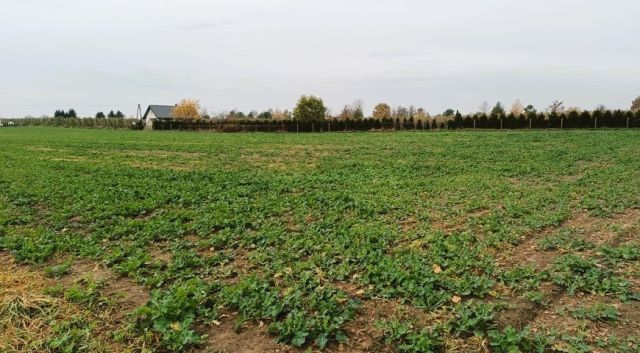 Działka budowlana Morzewiec, ul. Leśna. Zdjęcie 1