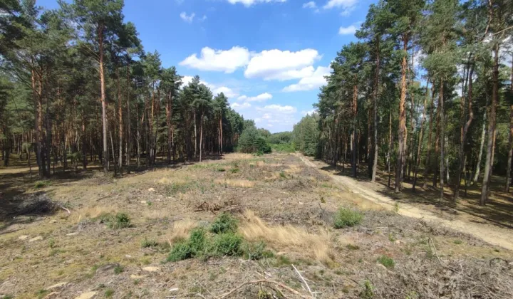 Działka leśna Słowik, ul. Brzozowa