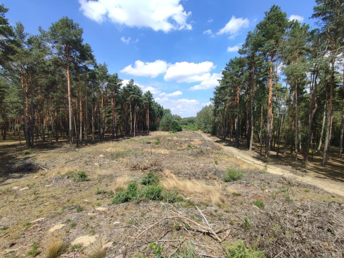 Działka leśna Słowik, ul. Brzozowa