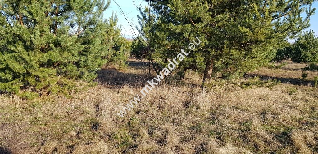 Działka budowlana Budy-Grzybek. Zdjęcie 2