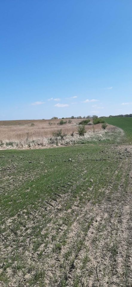 Działka rolna Barnisław, Barnisław. Zdjęcie 5