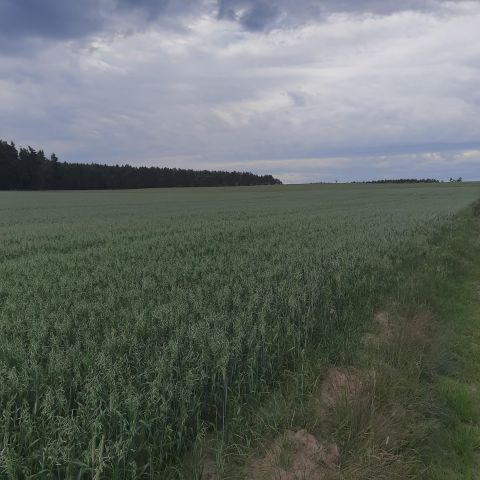 Działka rolna Białężyn. Zdjęcie 1