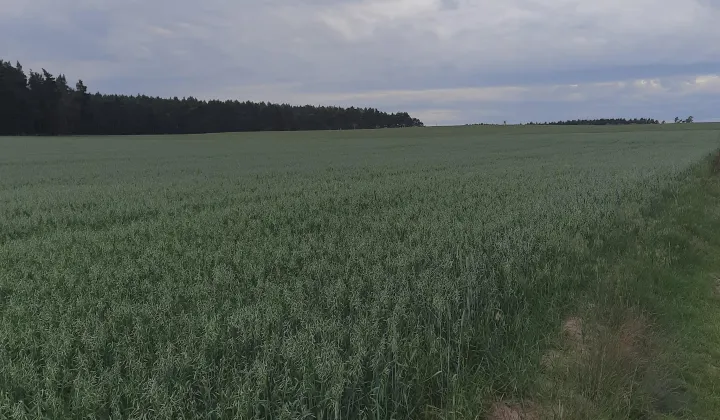 Działka rolna Białężyn