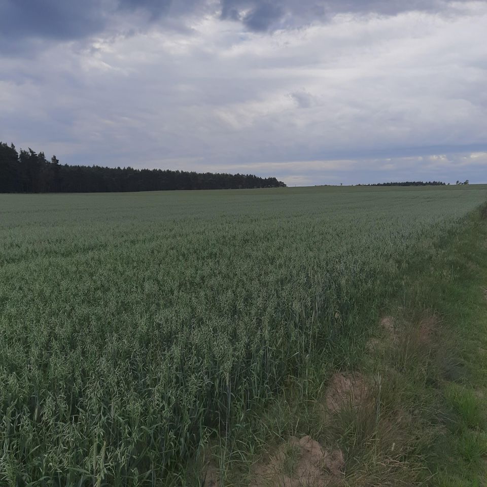 Działka rolna Białężyn. Zdjęcie 1