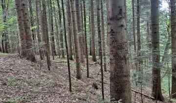 Działka leśna Dydnia