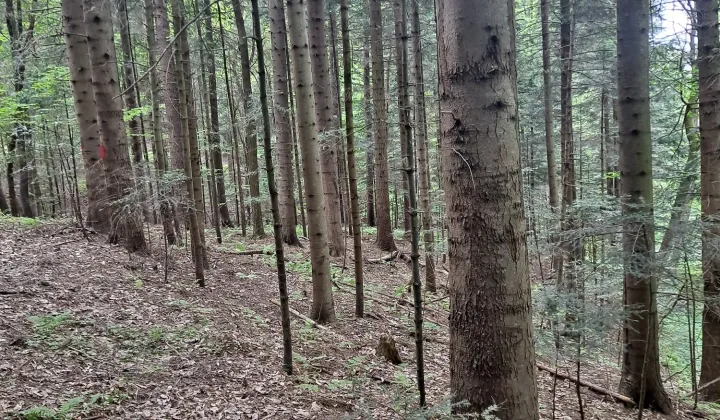 Działka leśna Dydnia