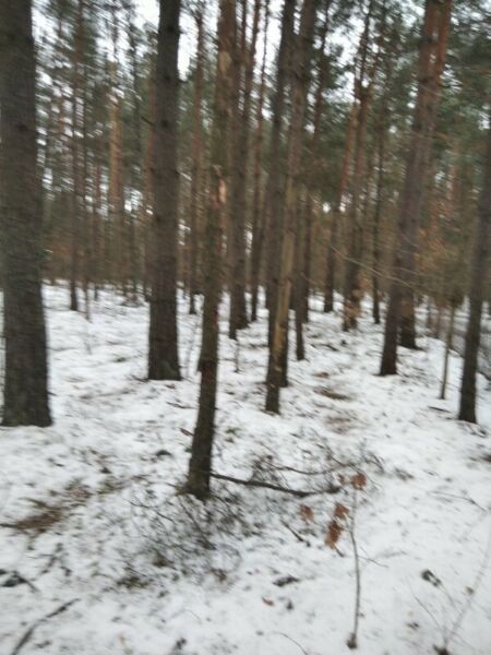 Działka leśna Tymoteuszew. Zdjęcie 2