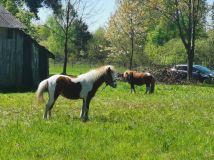 Działka rekreacyjna Wola Korybutowa Druga. Zdjęcie 4