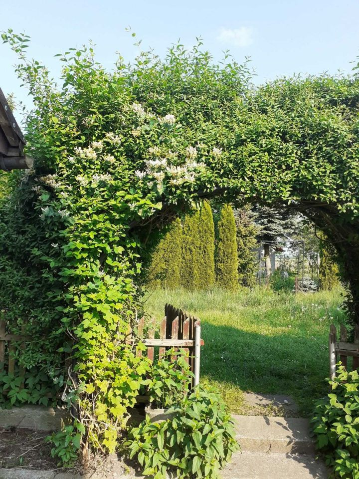 Działka rod Działdowo. Zdjęcie 3