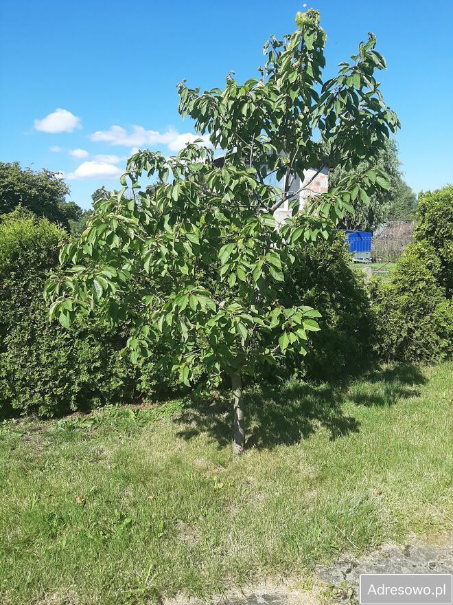 Działka rod Szczecin, ul. Wincentego Witosa. Zdjęcie 11