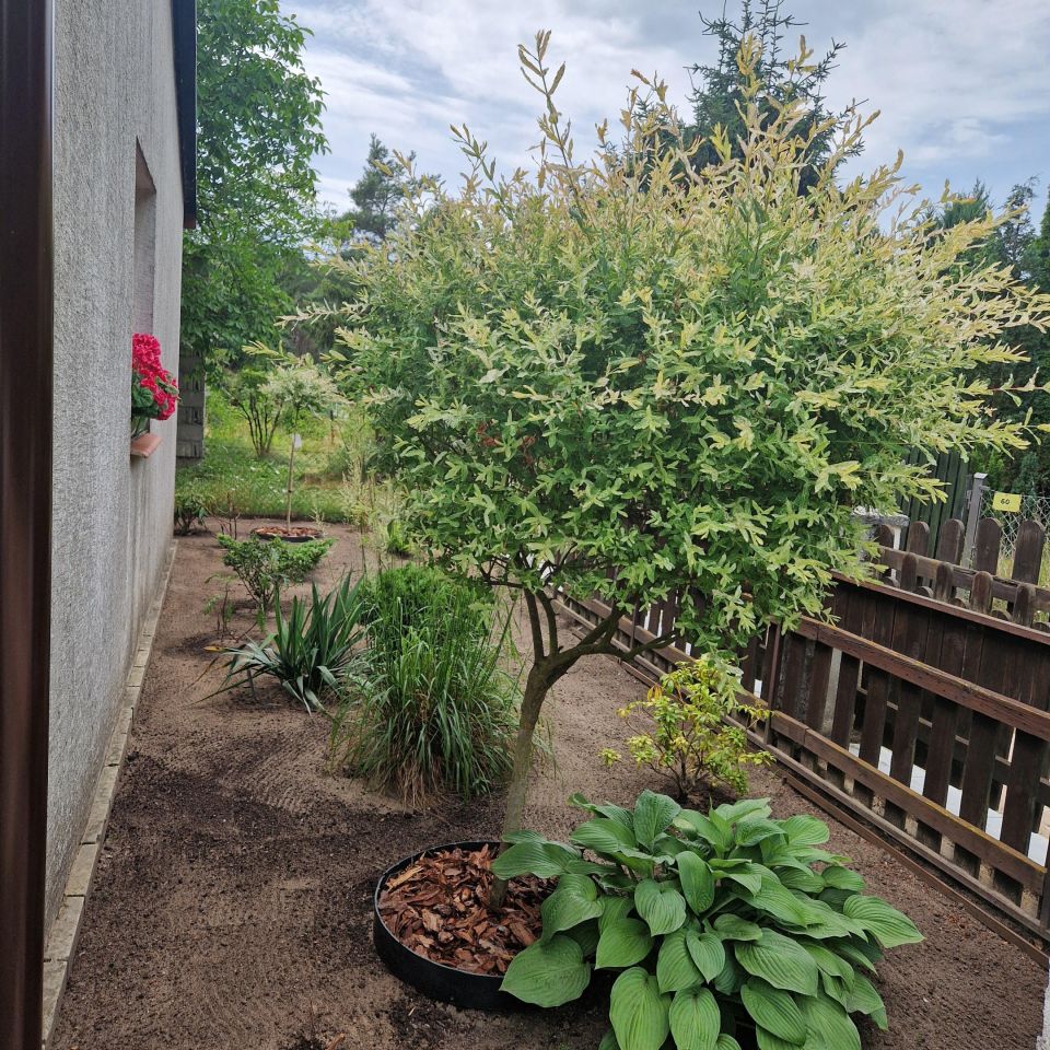 Działka rod Sierosław, ul. Leśna. Zdjęcie 12