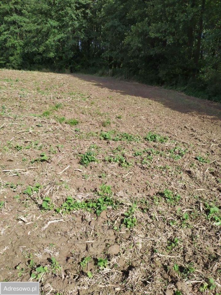 Działka siedliskowa Motycz. Zdjęcie 8